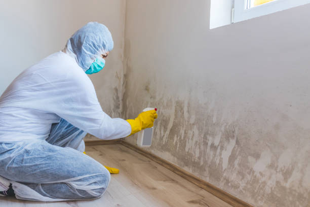 Licensed Black Mold Removal service in Somerville, MA - WQB Mold Removal