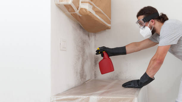 Professional Black Mold Removal technician working in Somerville, MA