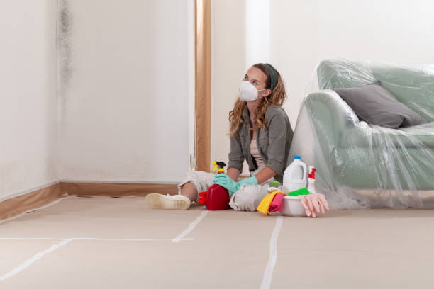 Reliable Black Mold Removal contractor in Somerville, MA by WQB Mold Removal