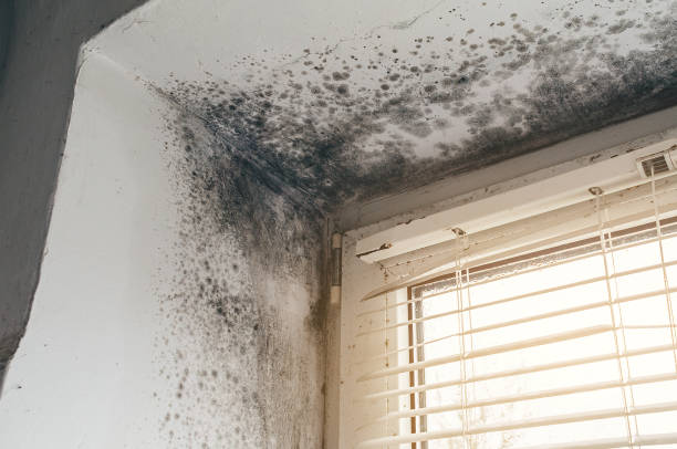 Affordable Black Mold Removal solutions in Somerville, MA